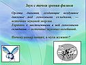 Звук