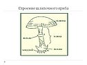 Строение шляпочного гриба