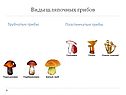 Виды шляпочных грибов