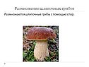 Размножение шляпочных грибов