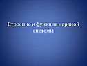 Строение и функция нервной системы