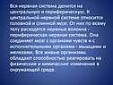 Головной и спинной мозг