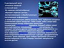 Нервные клетки
