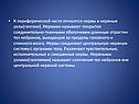 Нервы и нервные узлы