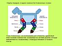 Строение класса земноводных