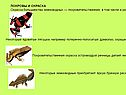 Покровы и окраска
