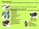 Брачные ритуалы