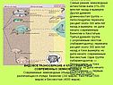 Происхождение и эволюция земноводных