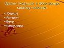 Органы