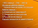 Вес сердца