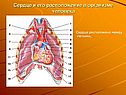 Сердце и его расположение в организме человека