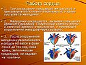 Работа сердца