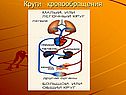 Круги кровообращения