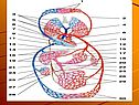 Строение кровеносной системы