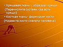 Хрящевая ткань – образует хрящи