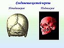 Соединение костей черепа