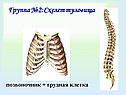Скелет туловища