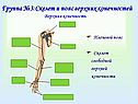 Скелет и пояс верхних конечностей