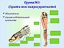 Скелет и пояс нижних конечностей