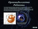 Рибосомы