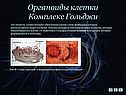 Комплекс Гольджи