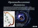 Лизосомы