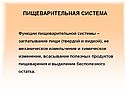 Пищеварительная система