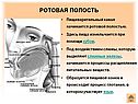 Ротовая полость
