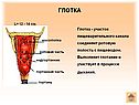 Глотка