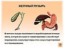 Желчный пузырь