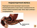 Поджелудочная железа