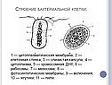 Цитоплазматическая мембрана