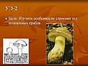 Особенности строения тел шляпочных грибов