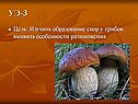 Образование спор