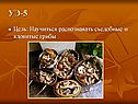 Съедобные и ядовитые грибы