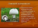 Ложный шампиньон