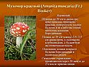 Мухомор красный