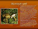 Желчный гриб