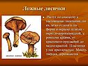 Ложные лисички