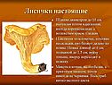 Лисички настоящие