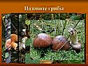 Назовите грибы