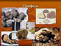 Трюфель