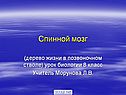 Спинной мозг
