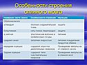 Особенности строения спинного мозга