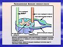 Строение спинного мозга