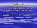 Что находится в задних рогах спинного мозга