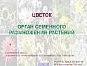 Орган семенного размножения растений