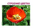 «Строение цветка» 6 класс