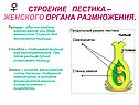 Строение пестика