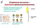 Строение тычинки